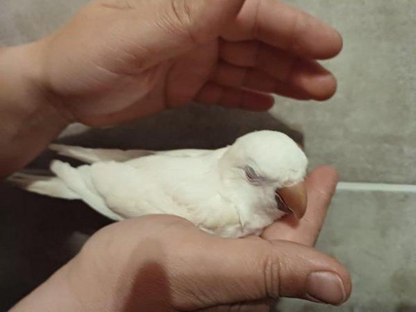 Image 2 of Tamed and cuddly white baby Quaker parrot DNA tested hen