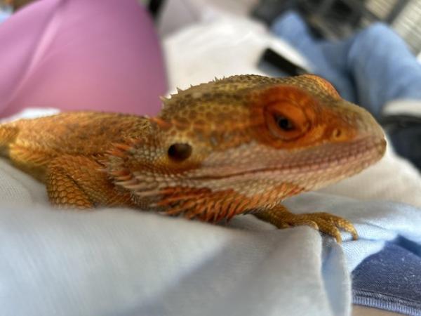 Image 1 of Female bearded dragon wanted