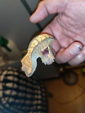 Image 5 of baby crested Geckos for sale..