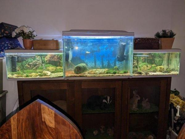 Image 3 of 3 x Tropical Fish Aquarium's for sale