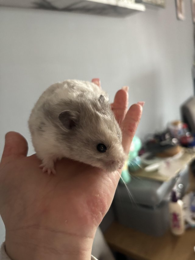Preview of the first image of Female hamster needing new home.