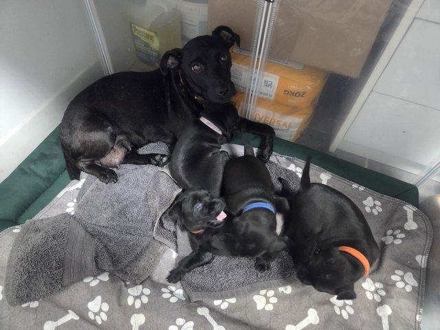 Ready to Go Patterdale Terrier Puppies — photo 2 of 4