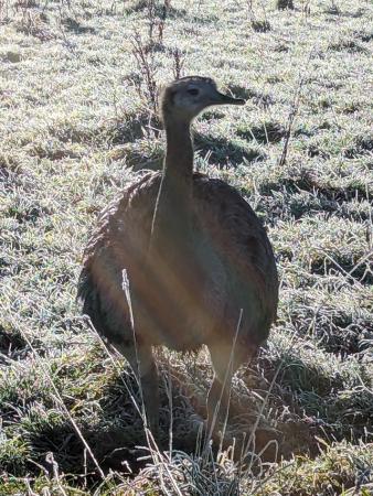 Image 1 of Greater Rhea Hatching Eggs x2