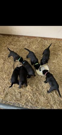 Image 4 of 10 week old Labrador -Belgian shepherd cross pups