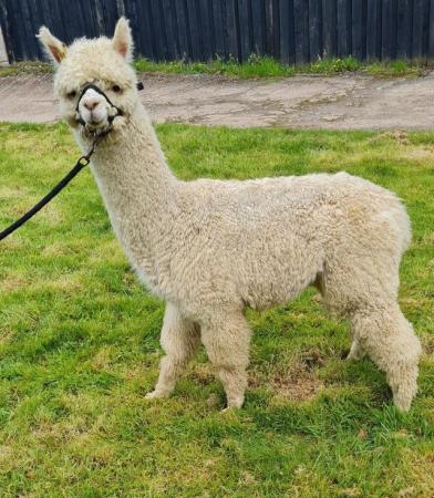 Image 3 of Alpacas - weanling boys available