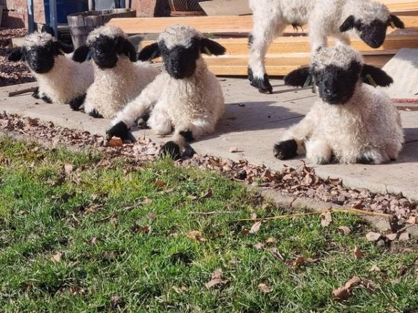 Image 2 of Valais blacknose wether pet lambs
