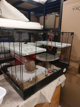 Image 3 of Russian miniature hamsters x2 with large cage and toys