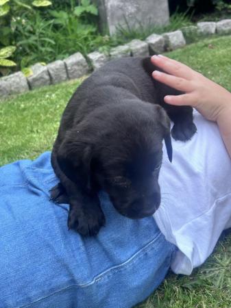 Image 2 of Labradors puppy’s all black