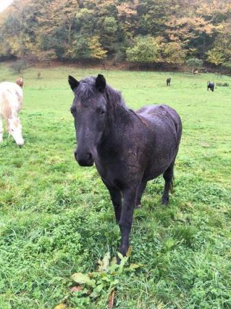 Image 6 of Pretty Dartmoor Companion Rescue Project Pony Mare