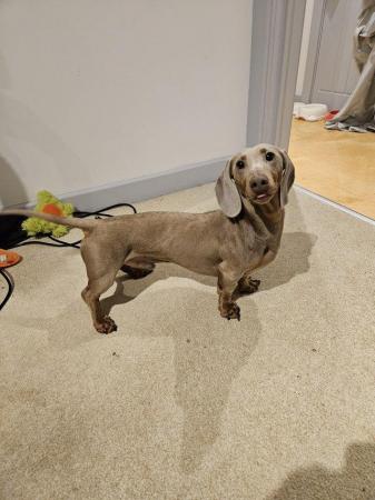 Image 3 of 22 Month Old KC Reg Intact Miniature Dachshund