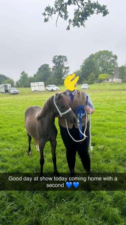 Image 3 of Grey Welsh section a filly for sale