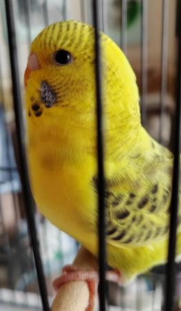 Image 8 of Beautiful Baby Budgies available