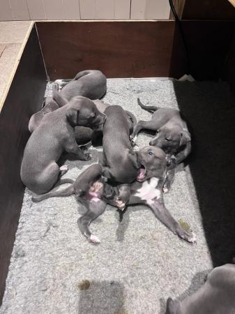 Image 2 of Whippets, Stunning Litter of KC reg Blue Puppies