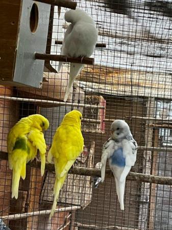 Image 9 of Budgies for sale - Variety of Colors and mutations