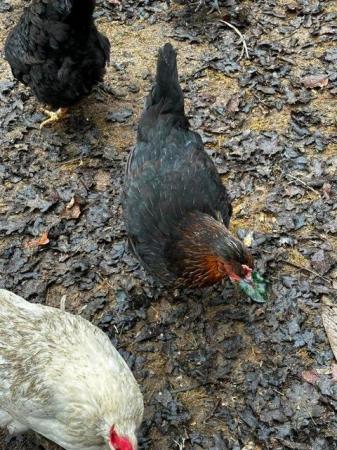 Image 10 of Beautiful pure bred, hand reared birds, hens cocks and trios