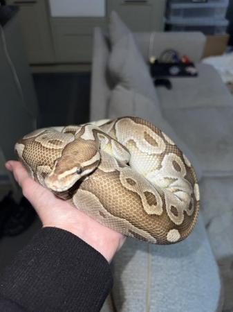 Image 6 of 3 year , female ball python for sale with full set up