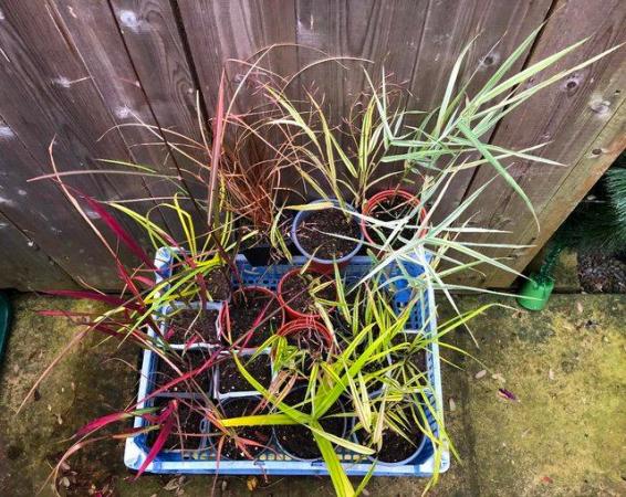 Image 3 of PERENNIAL GRASSES WITH BEAUTIFUL COLOURED LEAVES