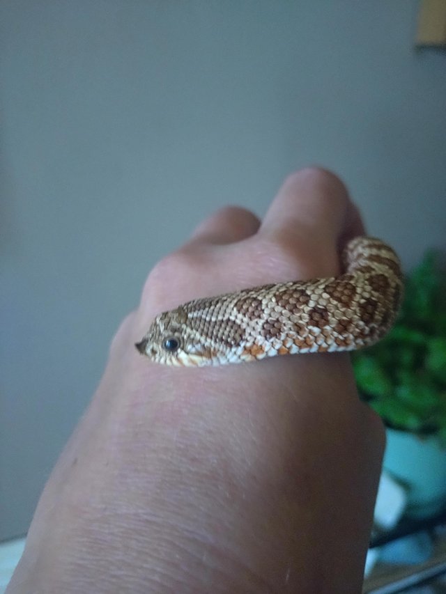Preview of the first image of Female Western hognose snake 100%het snow.