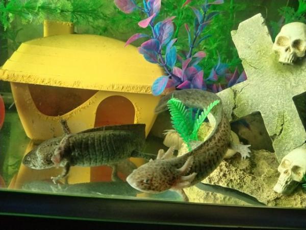 Image 8 of Axolotls £5 each x2 Wild Types. Coldwater