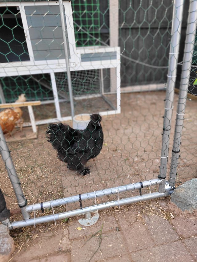Preview of the first image of Black silky female chicken.