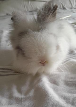 Image 1 of Lion head bunnies for sale