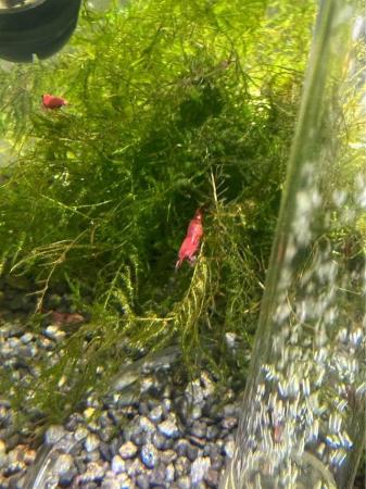 Image 4 of 10 X Red cherry shrimps High grade