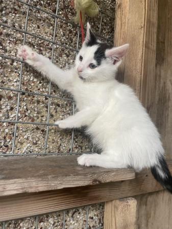 Image 1 of Black and white female kitten