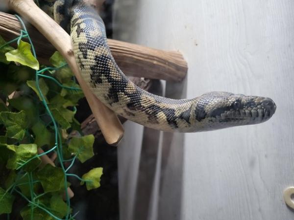 Image 3 of Male carpet python with full set up