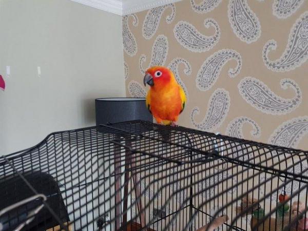 Image 5 of Sun Conure Parakeet Parrot Pet (4 years old)