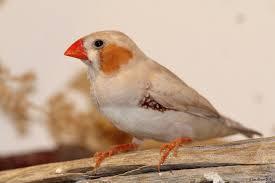 Preview of the first image of Beautiful Young Zebra Finch PAIRS for Sale.