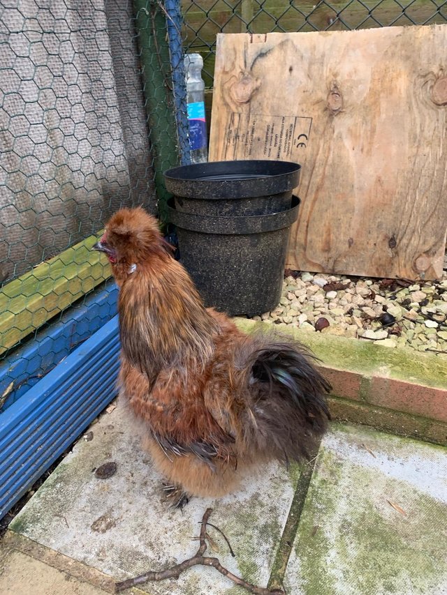 Preview of the first image of Silkie red cockerel and Silkie golden neck hen..