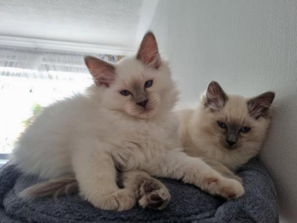 Image 1 of Ragdoll kittens 2 boys available