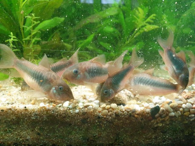 Preview of the first image of Bronze Corydoras £1 each.