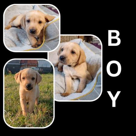 Image 2 of Yellow/golden and fox red labrador