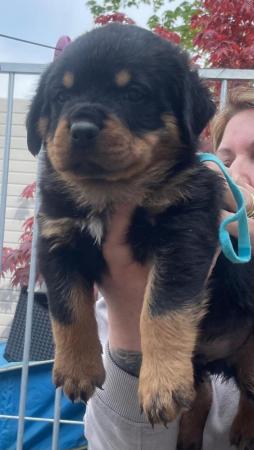Image 9 of Rottweiler kc registered puppies