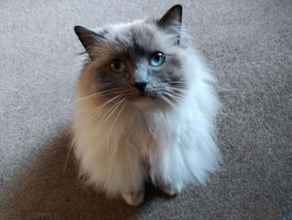 Image 4 of 3 year old Rag-doll adult male cat for sale.
