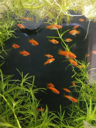 Image 3 of Koi swordtails for sale  £1 each or 6 for £5