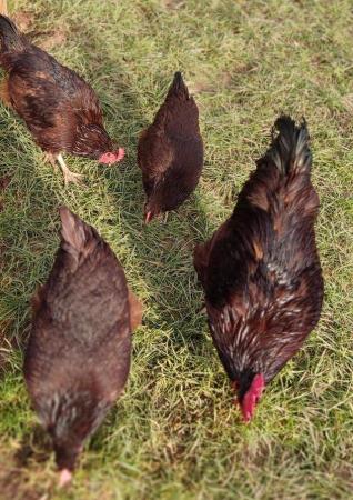 Image 2 of Light Sussex and Rhode Island Red Hatching Eggs for Sale