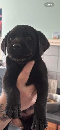 Image 6 of labrador puppies KC Registered