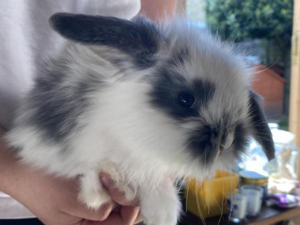 Image 1 of Beautiful French lop cross babies