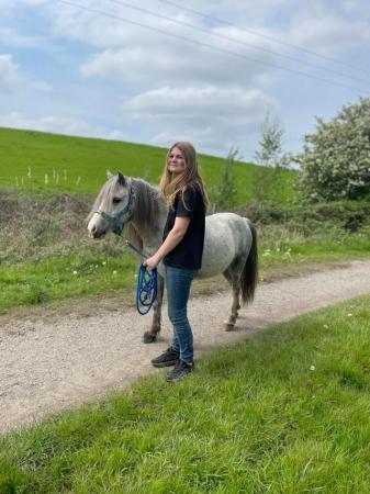 Image 27 of 5*Home Found Other Rescue Ponies Available 4 Full Re-Homing.