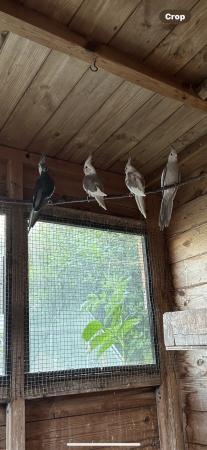 Image 3 of baby cockatieals whitefaceand pieds