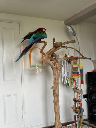 Image 6 of Greenwing male macaw for sale