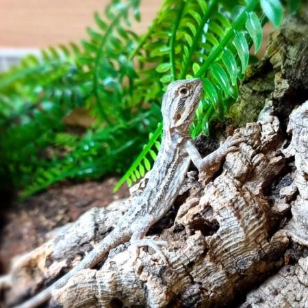 Image 2 of Several Baby Bearded Dragons