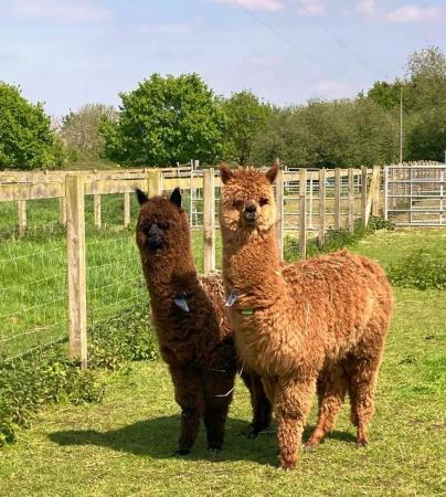 Image 5 of Alpaca female. Top quality, Champion sired, BAS registered