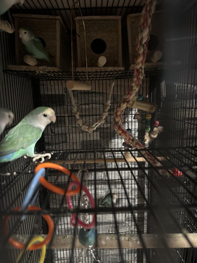 Preview of the first image of Breeding group of lovebirds.