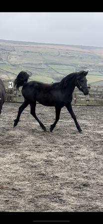 Image 4 of Part bred black Arab filly foal