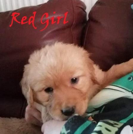 Image 5 of ??Golden Retriever Puppies Ready for Their Forever Homes! ??
