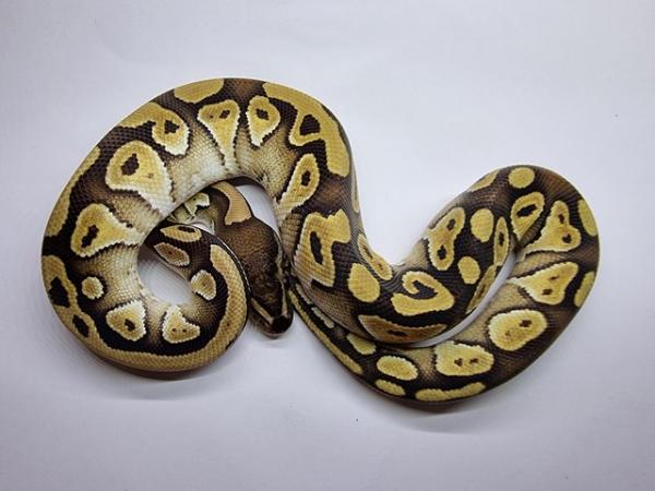 Image 3 of Royal / Ball Pythons - Multiple available