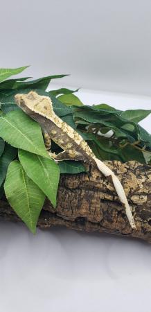 Image 5 of Stunning Crested Gecko For Sale